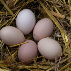 "Gamla" ägg